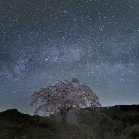 上発知のシダレザクラと夏の大三角