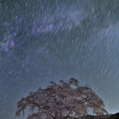 はくちょう座と上発知のシダレザクラ