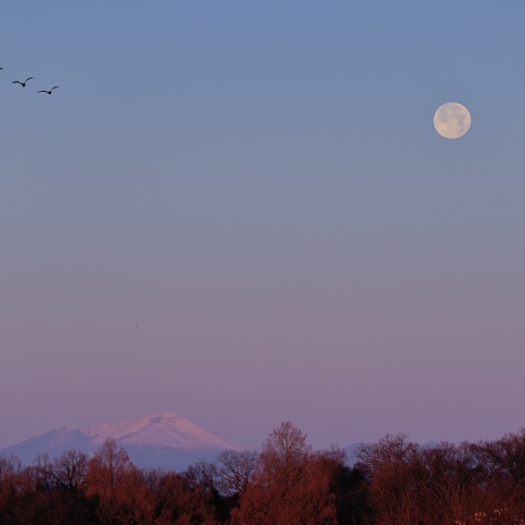 浅間山と月に雁(つきにかり)