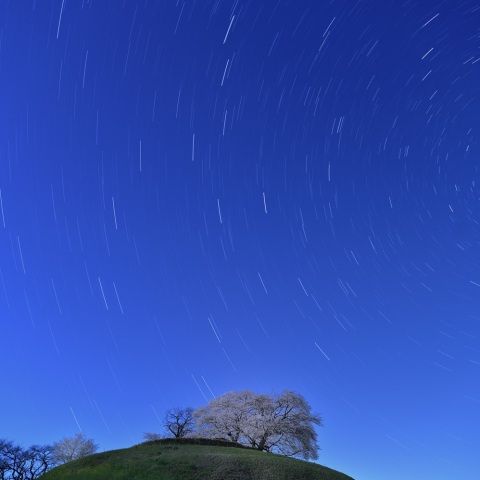 丸墓山古墳のソメイヨシノと北斗七星