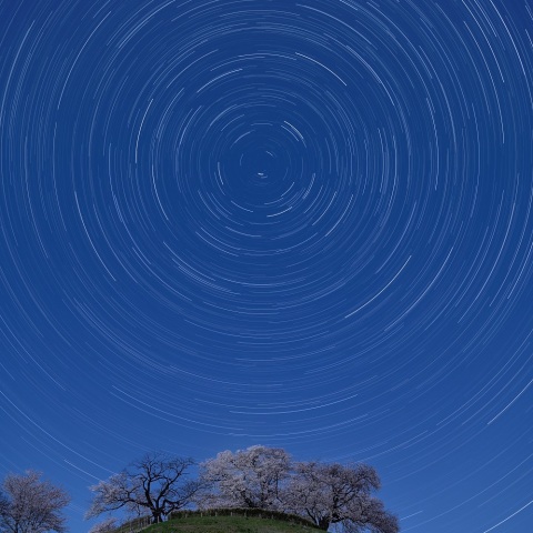 丸墓山古墳のソメイヨシノと日周運動