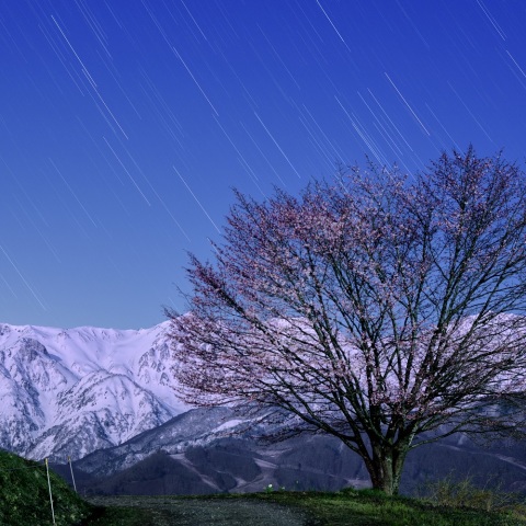 野平の一本桜とかみのけ座