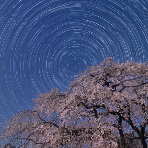 月に照らされたサクラ星景（しだれ桜と日周運動）