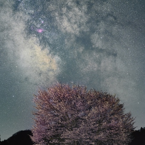 野平の一本桜と銀河中心部