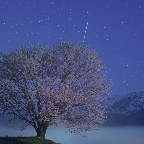 野平の一本桜とＩＳＳトレイル