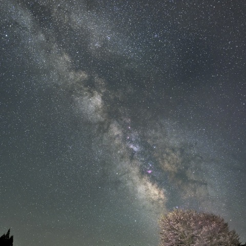 野平の一本桜と立ち昇る銀河