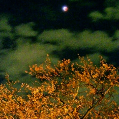 桜の上の皆既月食