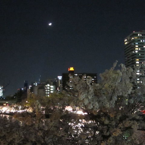 天満で望む夜桜と月