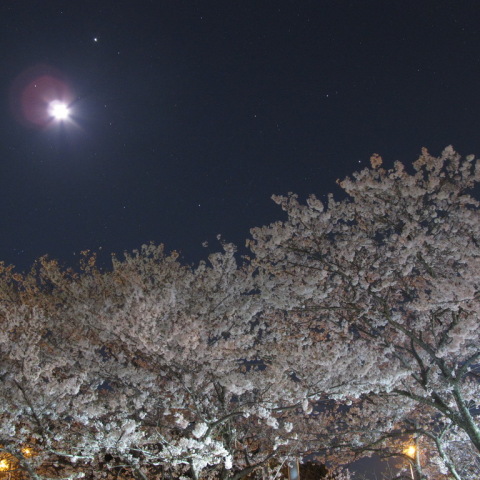 ４／６山中渓の夜桜