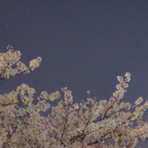 月夜の桜と地球照
