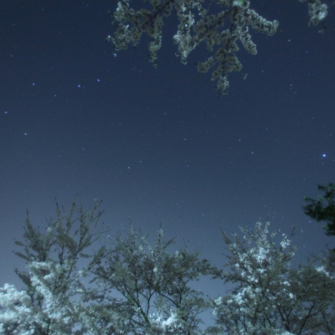 染井吉野に北天の星々舞う