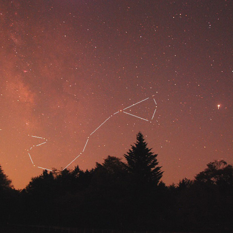 ★近赤の南天★