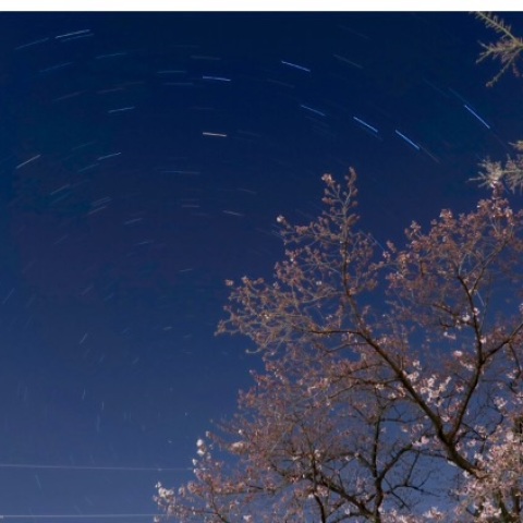 咲きはじめの桜と北斗七星
