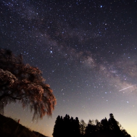 お地蔵様の夜のお花見