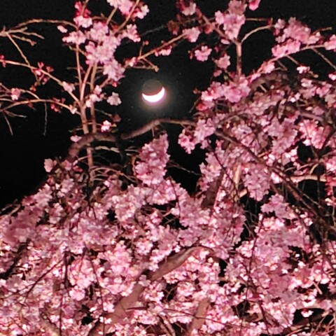 月・プレアデス・枝垂桜＠横浜