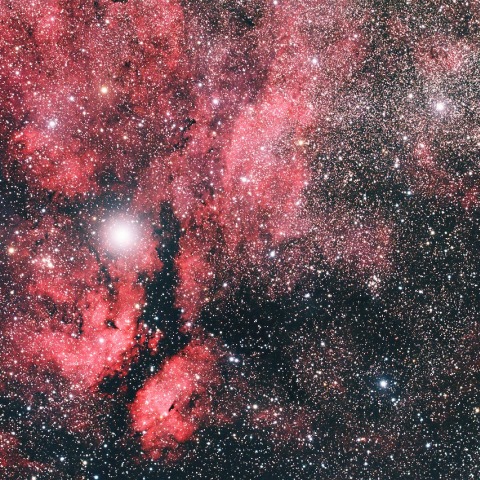 はくちょう座γ星（サドル）周辺の散光星雲