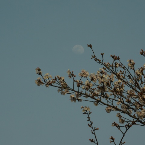 月＆桜