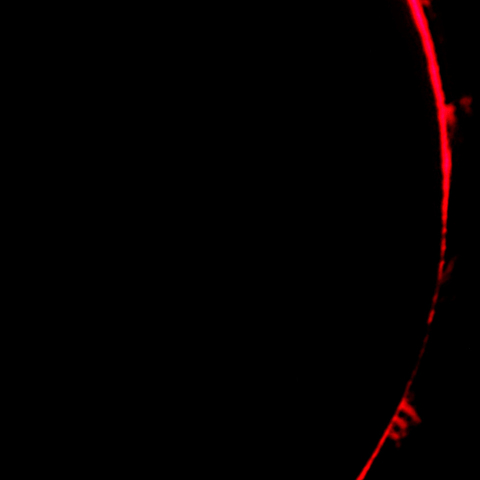 第三接触　ベイリービーズ