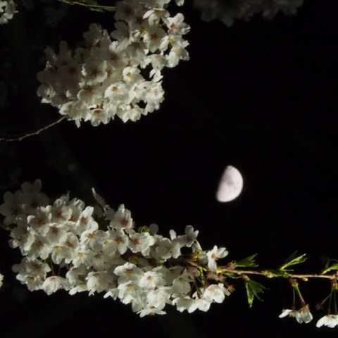 月見桜