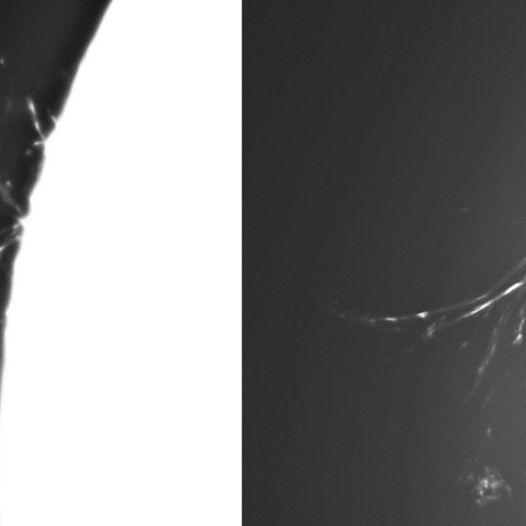 11月19日の太陽②（ループプロミネンス　3490）