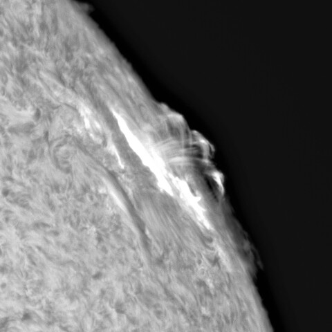 1月29日の太陽①（ポストフレアループⅩⅤ  3559）