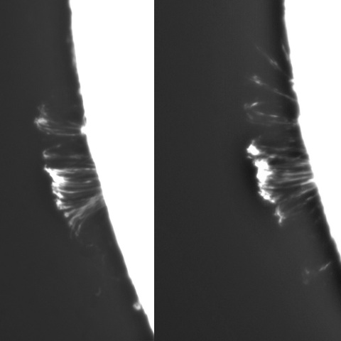 2月10日の太陽①（ポストフレアループⅩⅦ 経時変化　南東縁M3.4フレア）