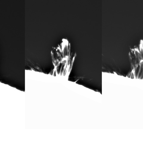 3月31日の太陽①（ポストフレアループ XX  3615）