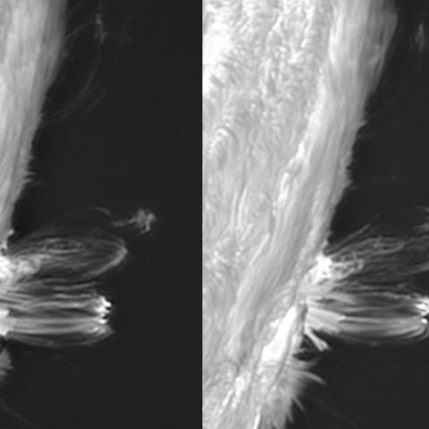 8月２日の太陽②（ポストフレアループXXⅦ）