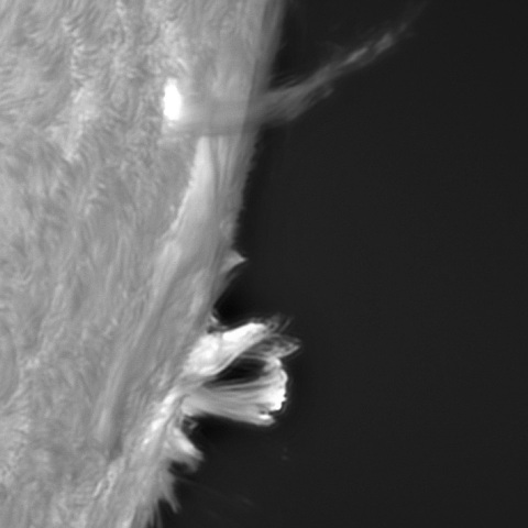 8月２日の太陽①（ポストフレアループXXⅦ）