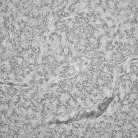2月1日の太陽 ③（3990，3974）