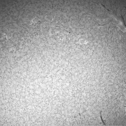 1月23日の太陽➀ （黒点帯）