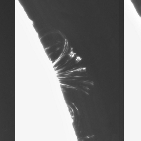 8月8日の太陽 （ポストフレアループⅧ 時間変化　3386）