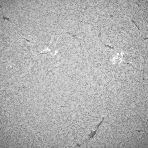 10月19日の太陽①（黒点帯）