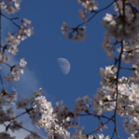 月と桜
