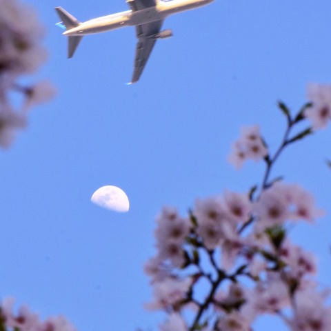 月と桜と航空機