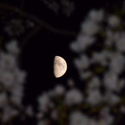 月と夜桜