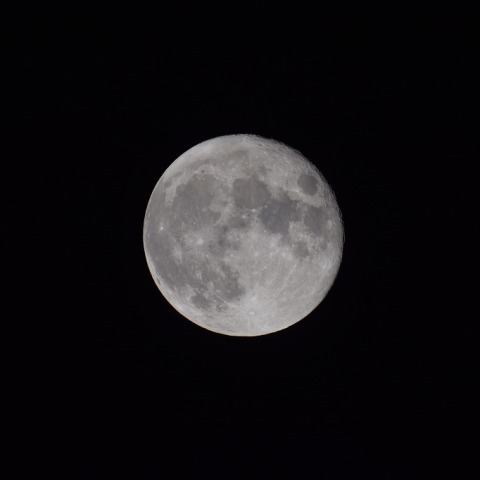 十六夜（いざよい）