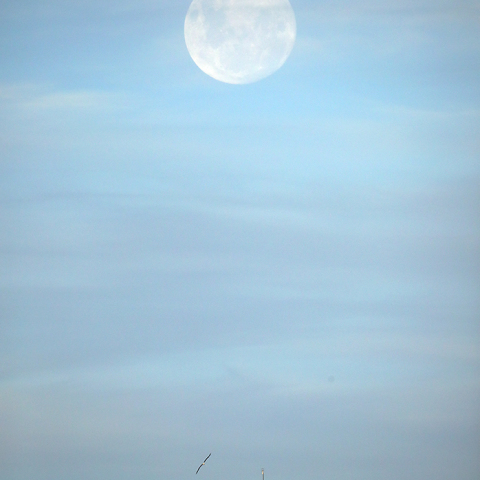 スーパームーンと旋回するアルバトロス