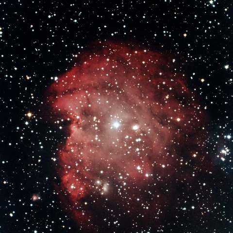 来年の干支「申」