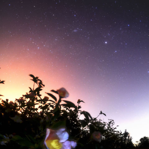 椿と一緒に星空を