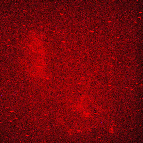 胎児星雲とハート星雲