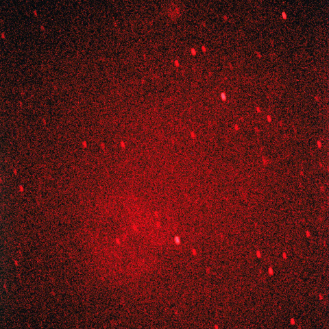 ケフェウスIC1396 HII領域の散光星雲