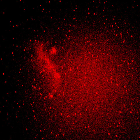 おおいぬ座　かもめ星雲