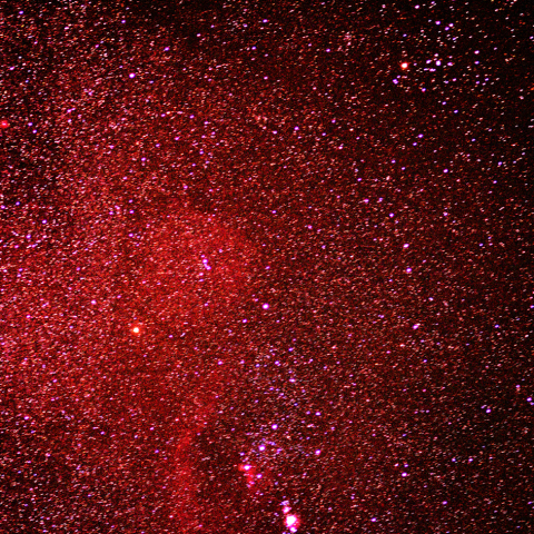 エンゼルフィッシュ周辺