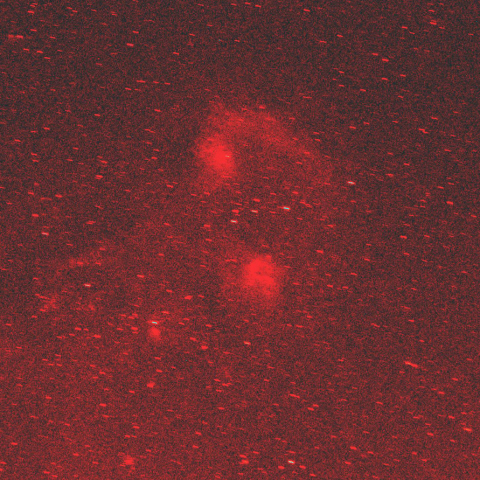 ぎょしゃ座IC405と410