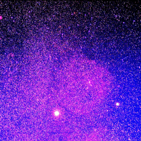 エンゼルフィッシュ