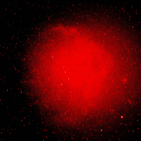 エンゼルフィッシュ