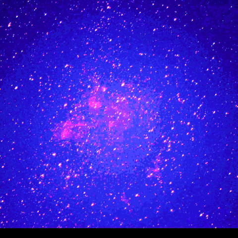 M52,バブル、クワガタ。