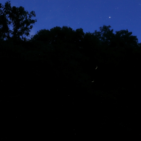 木星の　光に負けじと　蛍とぶ