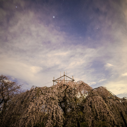 しだれ桜と冬の大十字